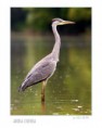/album/starsie-fotografie-/ardea200ii-jpg/